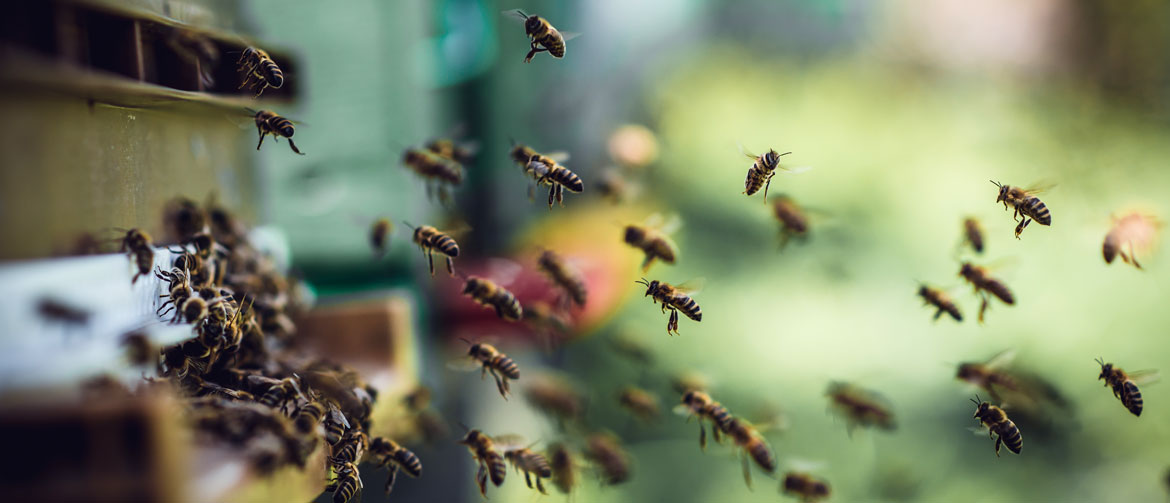 Busy as Brexiteer Bees