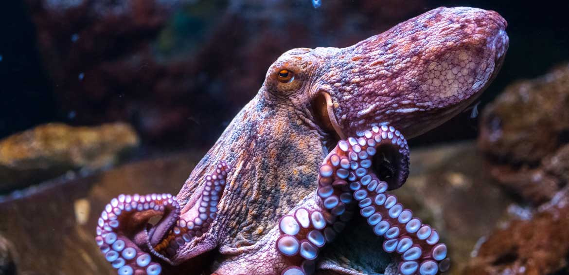 Wrestling With an Octopus