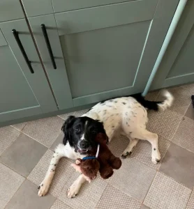 Black and white dog lying on the floor with a brown toy in its mouth