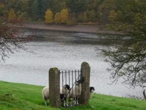 Sheep standing behind a metal gate beside a lake
