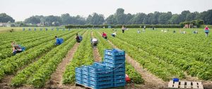 Farm workers picking fruit in an orchard